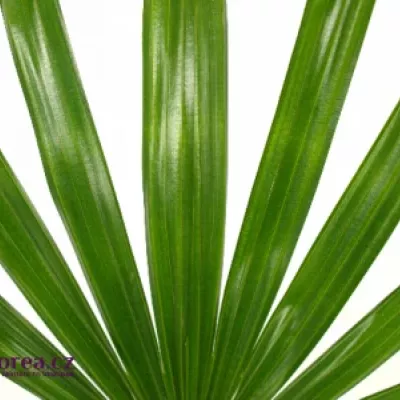 PALM RHAPIS CUTTED 50cm