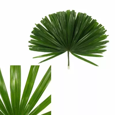 PALM RHAPIS CUTTED 50cm