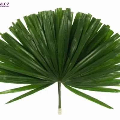 PALM RHAPIS CUTTED 50cm