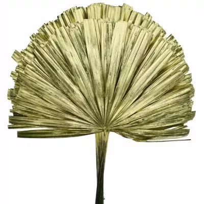 PALM RHAPIS CUTTED GOLD 50cm