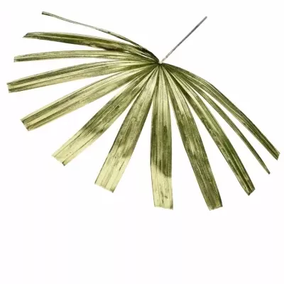 PALM RHAPIS CUTTED GOLD 50cm