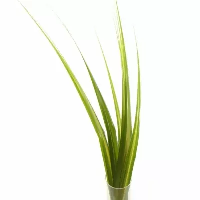 PANDANUS LEAF GREEN