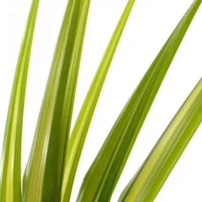 PANDANUS LEAF GREEN