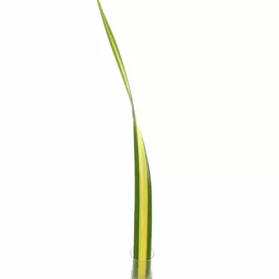 PANDANUS LEAF YELLOW