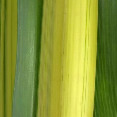 PANDANUS LEAF YELLOW