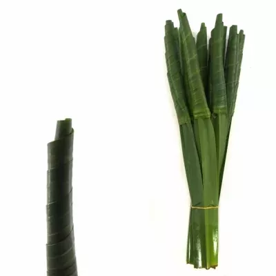 PANDANUS ROLL GREEN