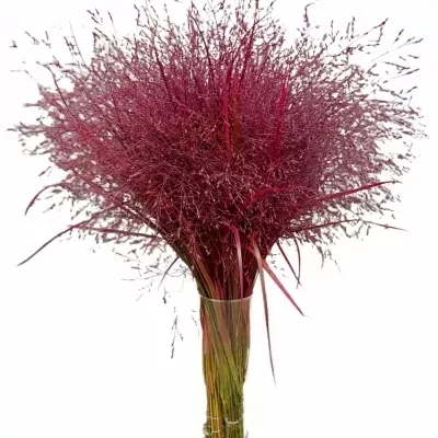 Panicum barvené FOUNTAIN CERISE