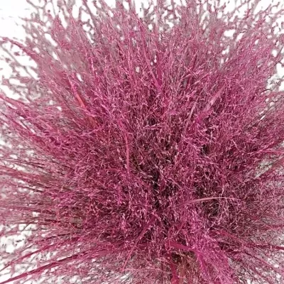 Panicum barvené FOUNTAIN CERISE