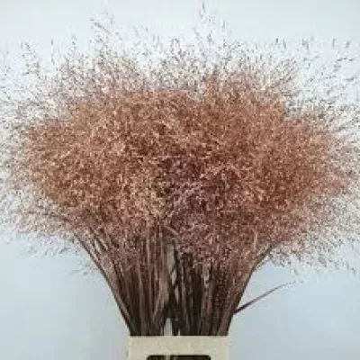 Panicum barvené FOUNTAIN COPPER