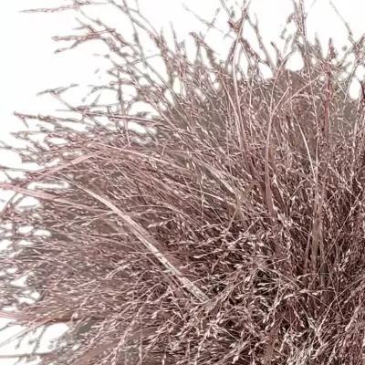 Panicum barvené FOUNTAIN METALIC BORDÓ