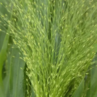 PANICUM FOUNTAIN