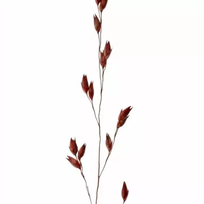 PANICUM FOUNTAIN RED 90cm