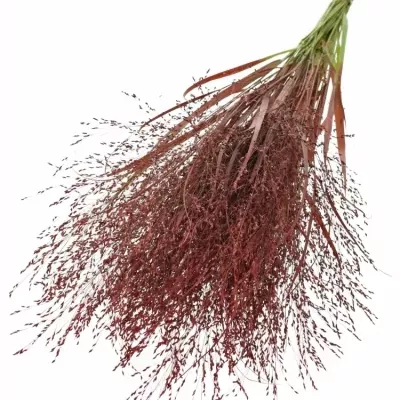 PANICUM FOUNTAIN RED 90cm