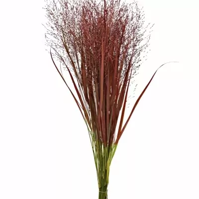 PANICUM FOUNTAIN RED 90cm