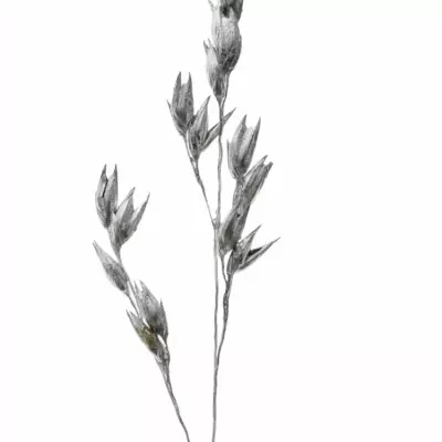 PANICUM FOUNTAIN SILVER 90cm