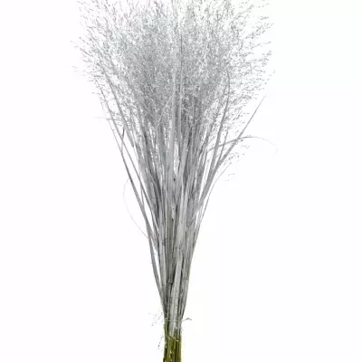 PANICUM FOUNTAIN SILVER 90cm