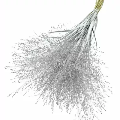 PANICUM FOUNTAIN SILVER 90cm