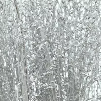 PANICUM FOUNTAIN SILVER 90cm