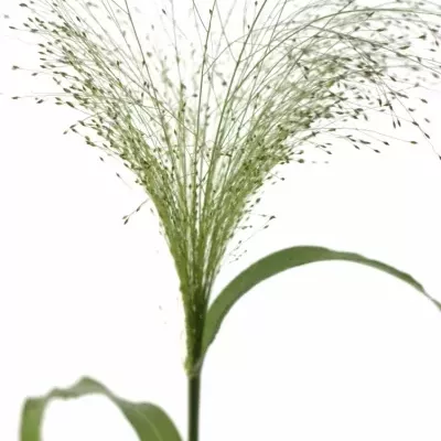 PANICUM FOUNTAIN