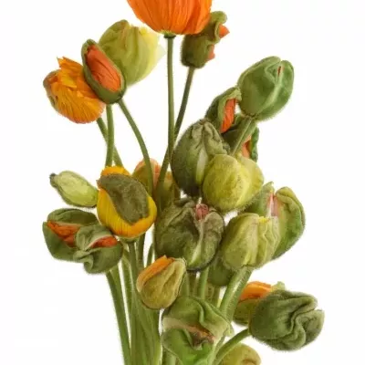 PAPAVER NU POPPY BUSSANA MIX 55cm