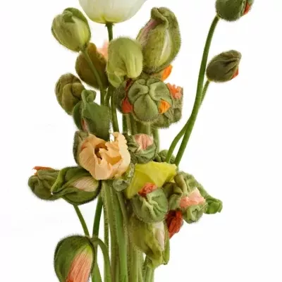 PAPAVER NU POPPY BUSSANA MIX 55cm