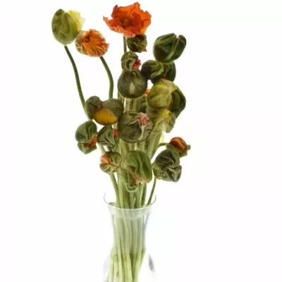 PAPAVER NU POPPY BUSSANA MIX 55cm