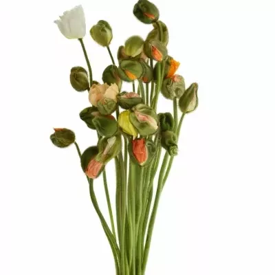 PAPAVER NU POPPY BUSSANA MIX 55cm