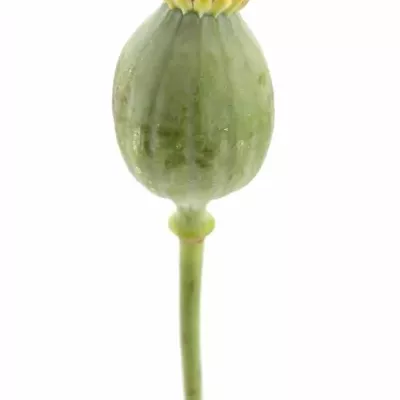 PAPAVER ZAADDOZEN 70cm