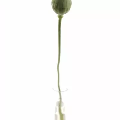 PAPAVER ZAADDOZEN 70cm