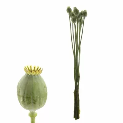 PAPAVER ZAADDOZEN 70cm