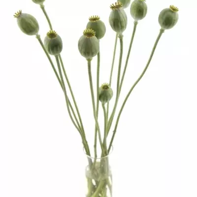 PAPAVER ZAADDOZEN 70cm