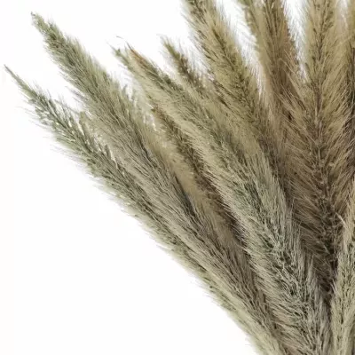 PENNISETUM ALOPECUROIDES BLONDIE 65cm