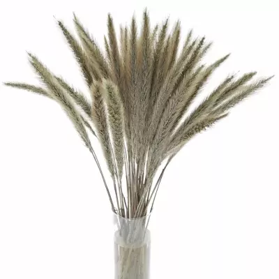 PENNISETUM ALOPECUROIDES BLONDIE 65cm