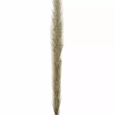 PENNISETUM ALOPECUROIDES BLONDIE 65cm