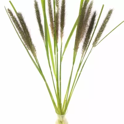 PENNISETUM BLACK MAGIC 50cm