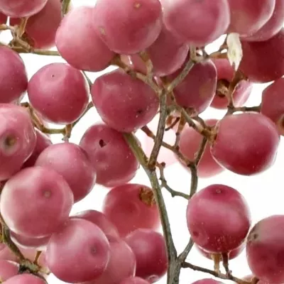 PEPPER BERRIES