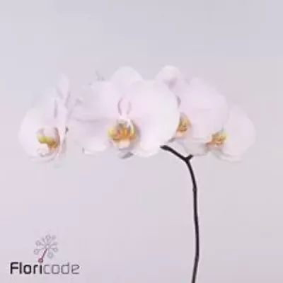 PHALAENOPSIS ALPHA