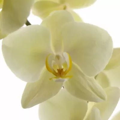 PHALAENOPSIS ANTHURA DETROIT