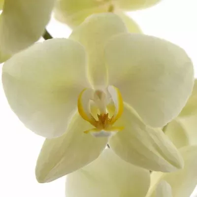 PHALAENOPSIS ANTHURA DETROIT