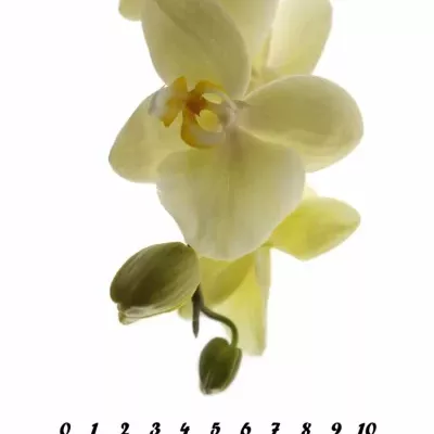 PHALAENOPSIS ANTHURA DETROIT