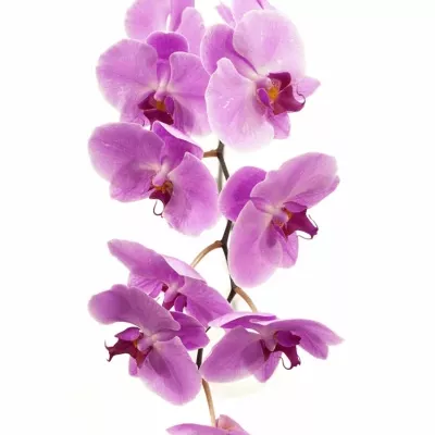 PHALAENOPSIS ANTHURA KUNMING