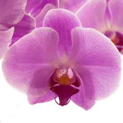 PHALAENOPSIS ANTHURA KUNMING