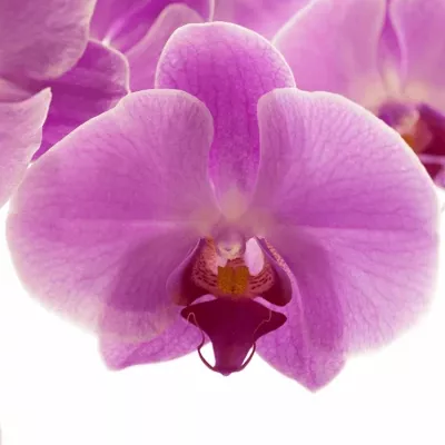 PHALAENOPSIS ANTHURA KUNMING