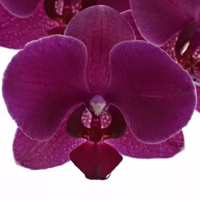 PHALAENOPSIS ANTHURA MONTREAUX