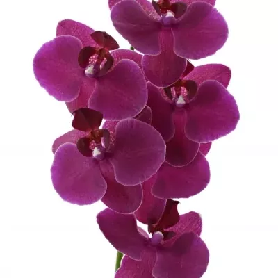 PHALAENOPSIS ANTHURA MONTREAUX