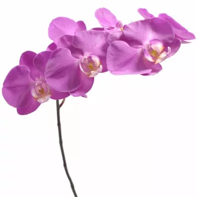 PHALAENOPSIS ANTHURA SEOUL