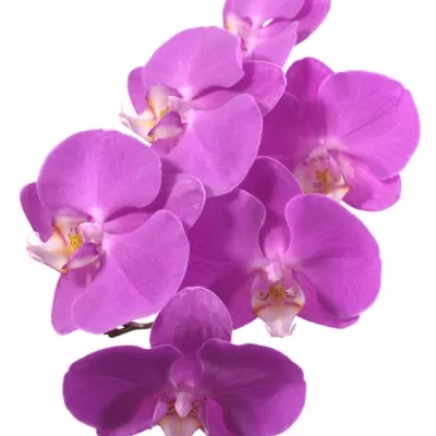 PHALAENOPSIS ANTHURA SEOUL