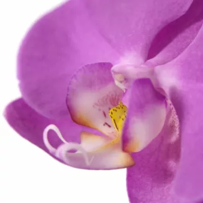 PHALAENOPSIS ANTHURA SEOUL