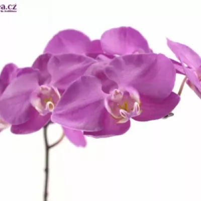 PHALAENOPSIS ANTHURA SEOUL