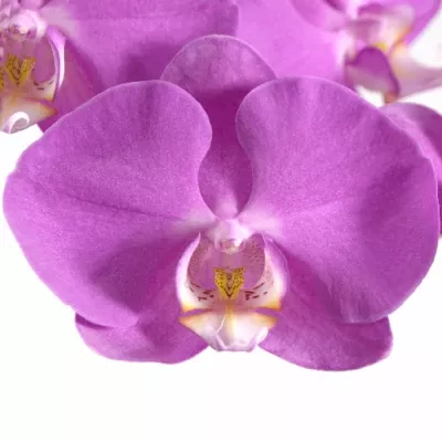 PHALAENOPSIS ANTHURA SEOUL